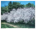 Cherry Blossoms in Leelanau County, Michigan